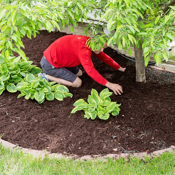 mulch installation typically lasts for a year before needing to be replaced or refreshed for optimal effectiveness